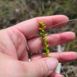 Microtis parviflora at QPRC LGA - 27 Dec 2023