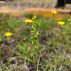 Microtis parviflora at QPRC LGA - 27 Dec 2023