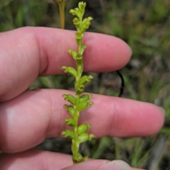 Microtis parviflora at QPRC LGA - suppressed