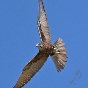 Falco berigora at Run-O-Waters, NSW - 19 Sep 2023