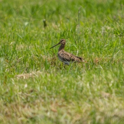 Gallinago hardwickii (Latham's Snipe) at Eden, NSW - 26 Dec 2023 by trevsci