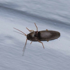 Elateridae sp. (family) (Unidentified click beetle) at Turner, ACT - 11 Dec 2023 by ConBoekel