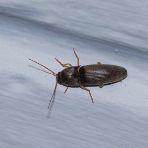 Elateridae sp. (family) at Turner, ACT - 11 Dec 2023 09:09 PM