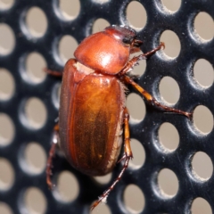 Heteronyx sp. (genus) at Turner, ACT - 11 Dec 2023 09:28 PM