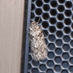 Philobota philostaura (A Concealer moth (Philobota group)) at Turner, ACT - 11 Dec 2023 by ConBoekel