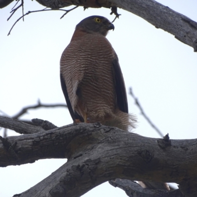 Tachyspiza fasciata (Brown Goshawk) at Callum Brae - 27 Dec 2023 by Mike