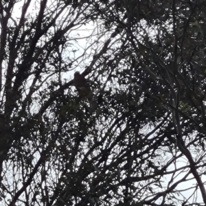 Accipiter fasciatus at Callum Brae - 27 Dec 2023