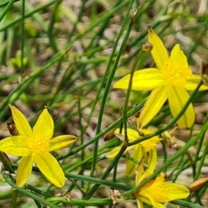 Tricoryne elatior at Callum Brae - 27 Dec 2023