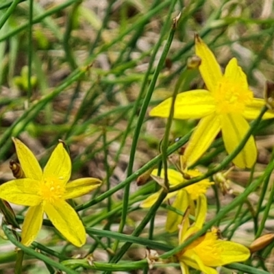 Tricoryne elatior (Yellow Rush Lily) at Symonston, ACT - 27 Dec 2023 by Mike