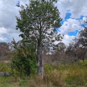 Celtis australis at Callum Brae - 27 Dec 2023 02:37 PM