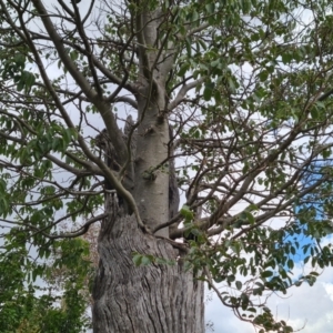 Celtis australis at Callum Brae - 27 Dec 2023 02:37 PM