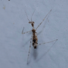 Stenolemus sp. (genus) (Thread-legged assassin bug) at Turner, ACT - 11 Dec 2023 by ConBoekel