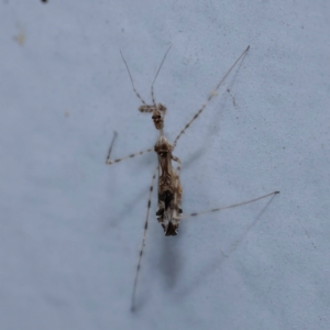 Stenolemus sp. (genus) at Turner, ACT - 11 Dec 2023 09:20 PM