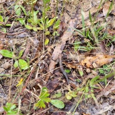 Lampropholis guichenoti (Common Garden Skink) at Tidbinbilla Nature Reserve - 27 Dec 2023 by jpittock