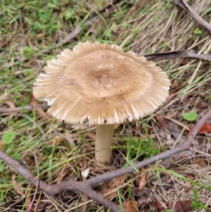 Russula sp. (genus) at Gibraltar Pines - 27 Dec 2023 01:25 PM