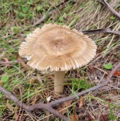 Russula sp. (Russula) at Gibraltar Pines - 27 Dec 2023 by jpittock
