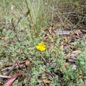 Hibbertia obtusifolia at Tidbinbilla Nature Reserve - 27 Dec 2023 12:47 PM