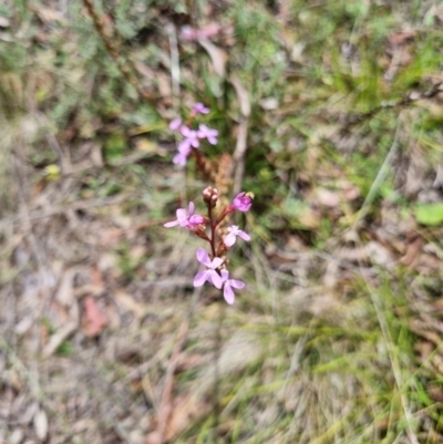 Stylidium armeria subsp. armeria (Trigger Plant) at Tidbinbilla Nature Reserve - 27 Dec 2023 by jpittock