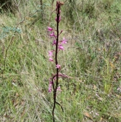 Dipodium roseum (Rosy Hyacinth Orchid) at Tidbinbilla Nature Reserve - 27 Dec 2023 by jpittock