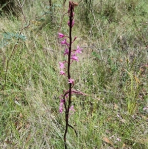 Dipodium roseum at Tidbinbilla Nature Reserve - suppressed