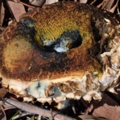 Bolete sp. at QPRC LGA - 29 Dec 2023