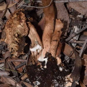 Bolete sp. at QPRC LGA - 29 Dec 2023