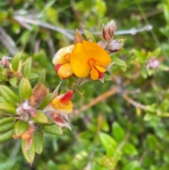 Podolobium alpestre (Shaggy Alpine Pea) at Kosciuszko National Park - 27 Dec 2023 by Mavis