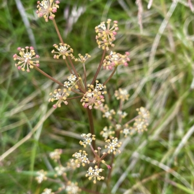 Aciphylla simplicifolia (Mountain Aciphyll) at Kosciuszko National Park - 27 Dec 2023 by Mavis