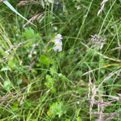 Cardamine sp. (Bittercress) at Kosciuszko National Park - 27 Dec 2023 by Mavis