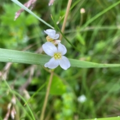 Cardamine sp. at Kosciuszko National Park - 27 Dec 2023 01:22 PM