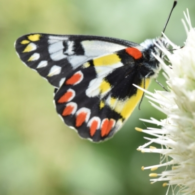 Delias aganippe (Spotted Jezebel) at Tarago, NSW - 27 Dec 2023 by DrDJDavidJ