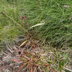 Luzula modesta at Kosciuszko National Park - 27 Dec 2023 by Mavis