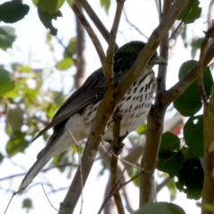 Oriolus sagittatus (Olive-backed Oriole) at Wandiyali-Environa Conservation Area - 27 Dec 2023 by Wandiyali