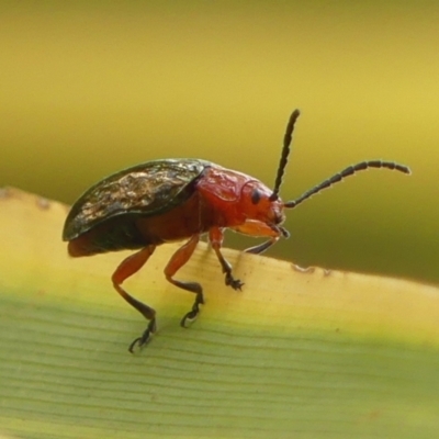 Lamprolina (genus) (Pittosporum leaf beetle) at Wingecarribee Local Government Area - 27 Dec 2023 by Curiosity