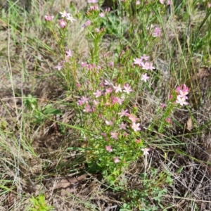 Centaurium erythraea at Callum Brae - 27 Dec 2023