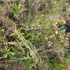 Centaurium erythraea at Callum Brae - 27 Dec 2023