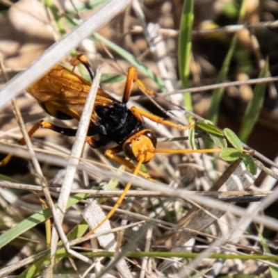 Cryptocheilus bicolor (Orange Spider Wasp) at Tidbinbilla Nature Reserve - 22 Dec 2023 by SWishart
