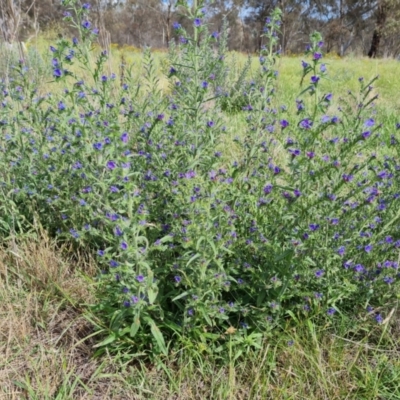 Echium vulgare (Vipers Bugloss) at Symonston, ACT - 27 Dec 2023 by Mike