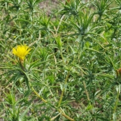 Carthamus lanatus (Saffron Thistle) at Symonston, ACT - 27 Dec 2023 by Mike