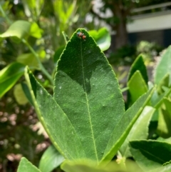 Dicranolaius bellulus (Red and Blue Pollen Beetle) at Curtin, ACT - 26 Dec 2023 by iancurtin