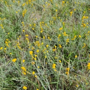 Chrysocephalum apiculatum at Callum Brae - 27 Dec 2023 03:40 PM