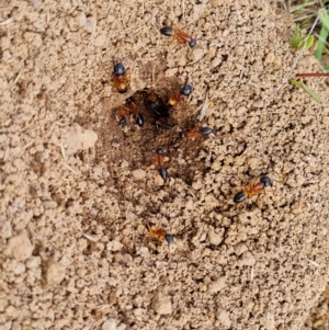 Camponotus consobrinus at Callum Brae - 27 Dec 2023 03:28 PM