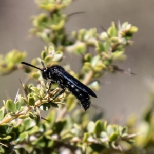 Scolia (Discolia) verticalis at Tidbinbilla Nature Reserve - 22 Dec 2023