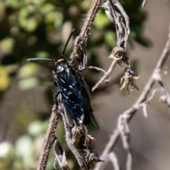 Scolia (Discolia) verticalis at Tidbinbilla Nature Reserve - 22 Dec 2023