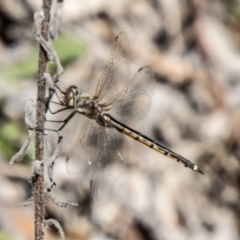 Hemicordulia tau (Tau Emerald) at Tidbinbilla Nature Reserve - 22 Dec 2023 by SWishart