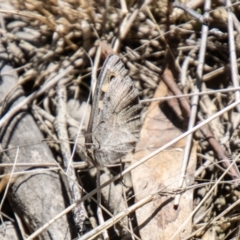 Geitoneura klugii (Marbled Xenica) at Tidbinbilla Nature Reserve - 21 Dec 2023 by SWishart