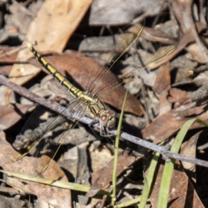 Orthetrum caledonicum at Tidbinbilla Nature Reserve - 22 Dec 2023