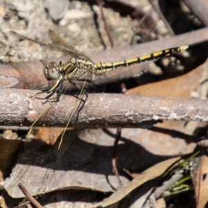 Orthetrum caledonicum at Tidbinbilla Nature Reserve - 22 Dec 2023