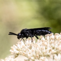 Scoliidae (family) (Unidentified Hairy Flower Wasp) at Tidbinbilla Nature Reserve - 22 Dec 2023 by SWishart