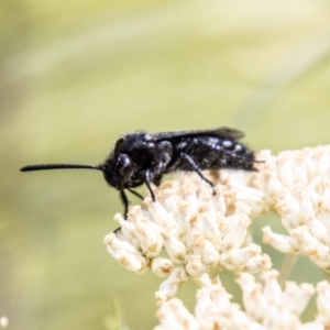 Scoliidae sp. (family) at Tidbinbilla Nature Reserve - 22 Dec 2023